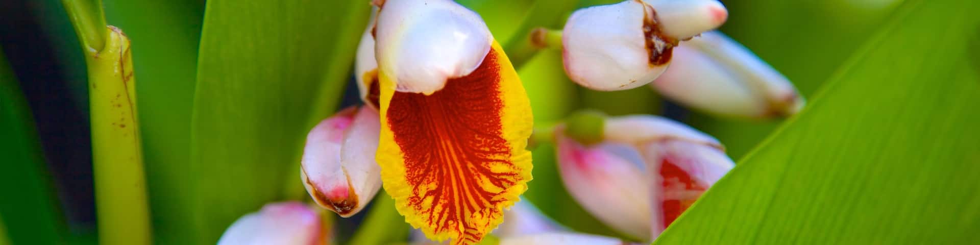 Naples Zoo at Caribbean Gardens que incluye flores silvestres