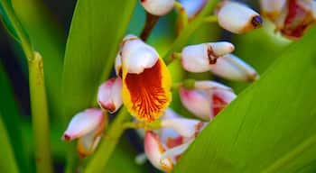 Naples Zoo at Caribbean Gardens montrant fleurs sauvages