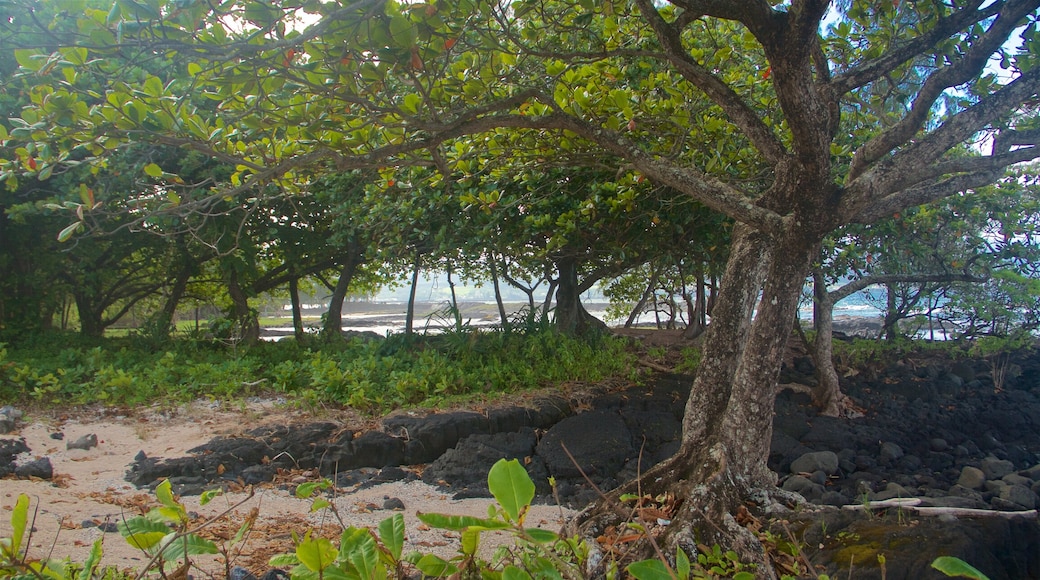 Plage Onekahakaha Beach Park qui includes un jardin