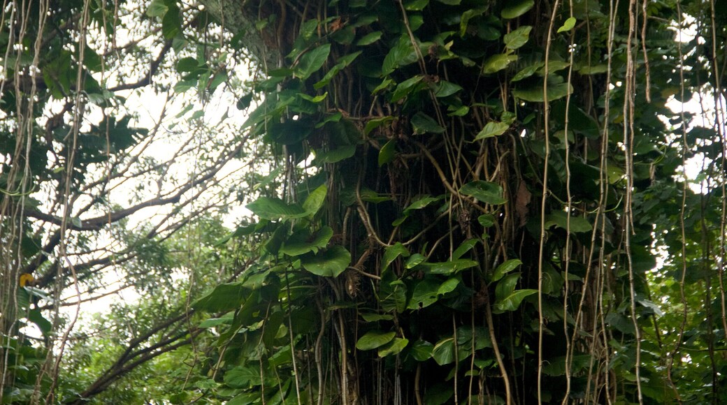 Tree Tunnel showing forest scenes