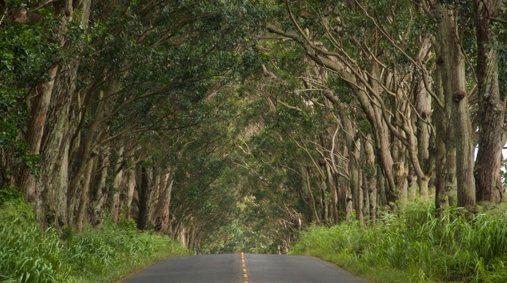 Tree Tunnel featuring forests