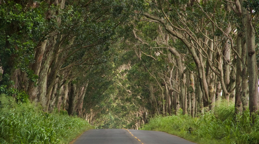 Tree Tunnel which includes forest scenes