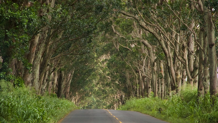 Tree Tunnel featuring forests