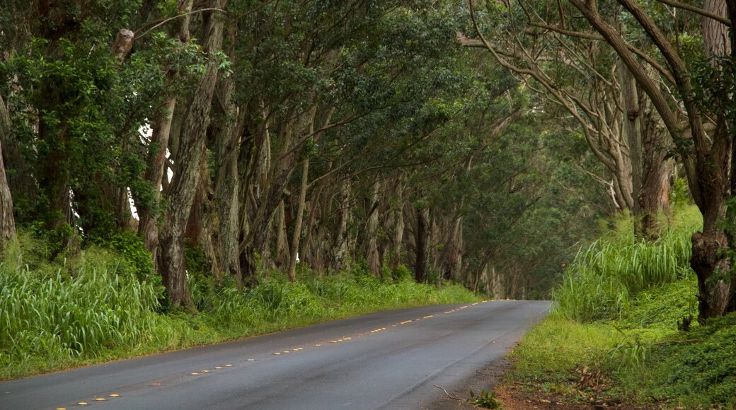 Tree Tunnel featuring forest scenes