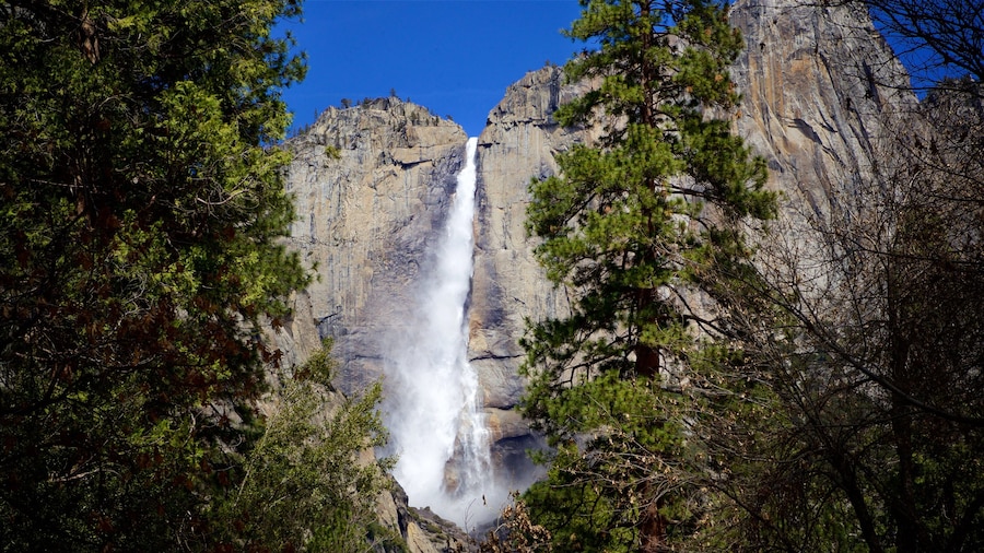 Yosemite Lodge Amphitheater featuring forests and a waterfall