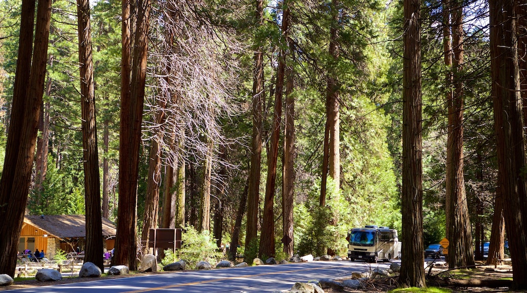 Yosemite Lodge Amphitheater which includes forests