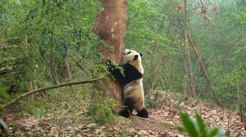 Base de Pesquisa de Reprodução do Panda Gigante mostrando animais terrestres, cenas de floresta e animais de zoológico