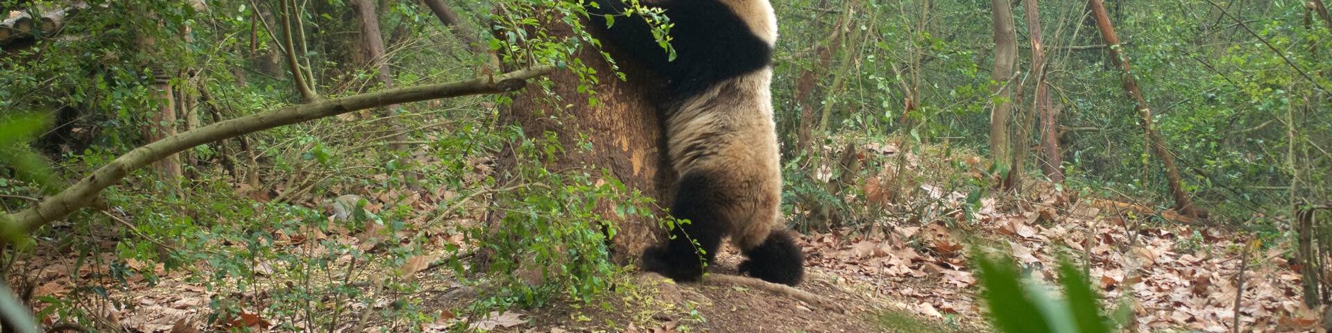 Giant Panda Breeding Research Base which includes zoo animals, land animals and forest scenes