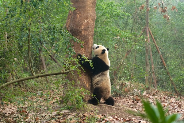 Giant Panda Breeding Research Base which includes zoo animals, land animals and forest scenes