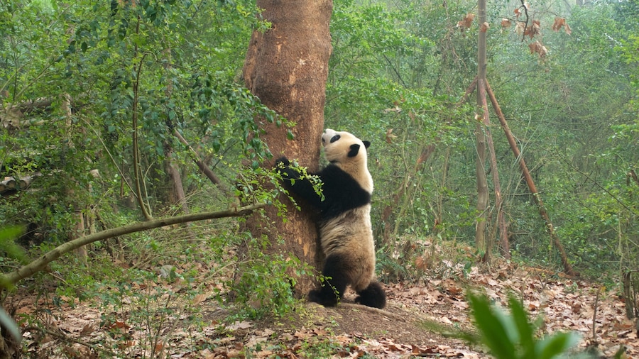 Giant Panda Breeding Research Base which includes land animals, zoo animals and forests