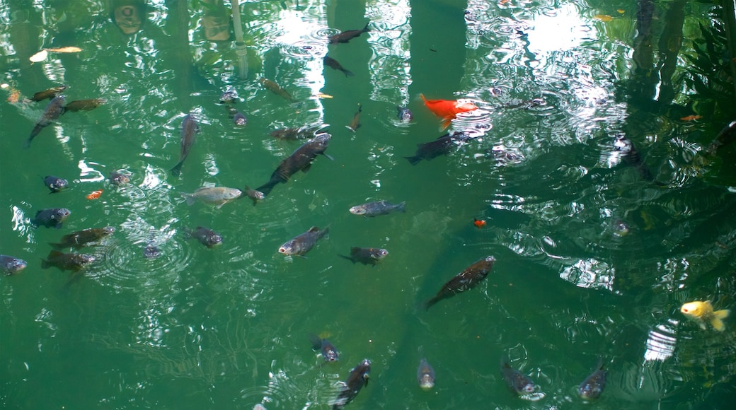 Wenshu Monastery featuring a pond and marine life