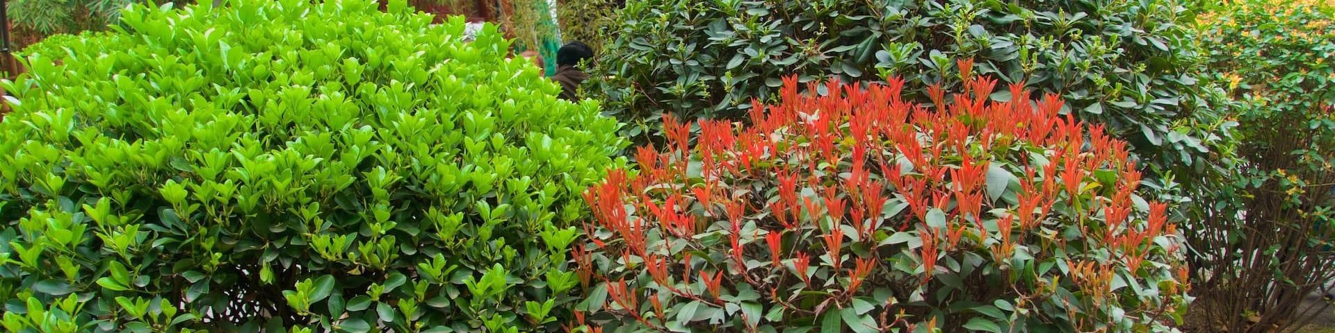 Chengdu which includes a garden
