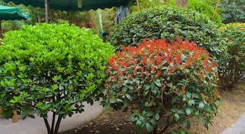 Chengdu mit einem Garten