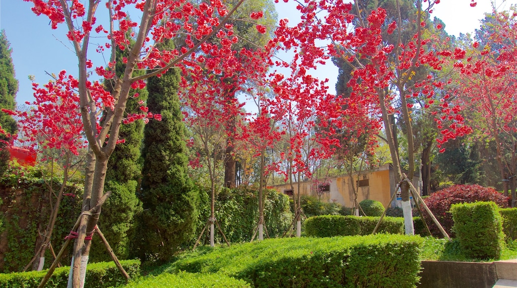 Zoo de Kunming que incluye jardín y flores silvestres