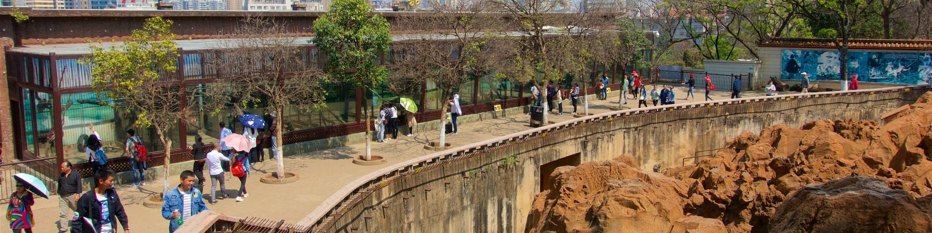 Kunming Zoo showing a high rise building and a city as well as a small group of people