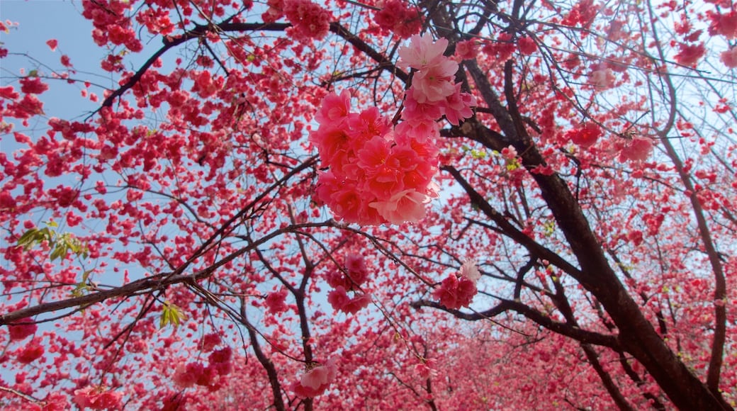 Kunming Zoo showing wildflowers and a garden