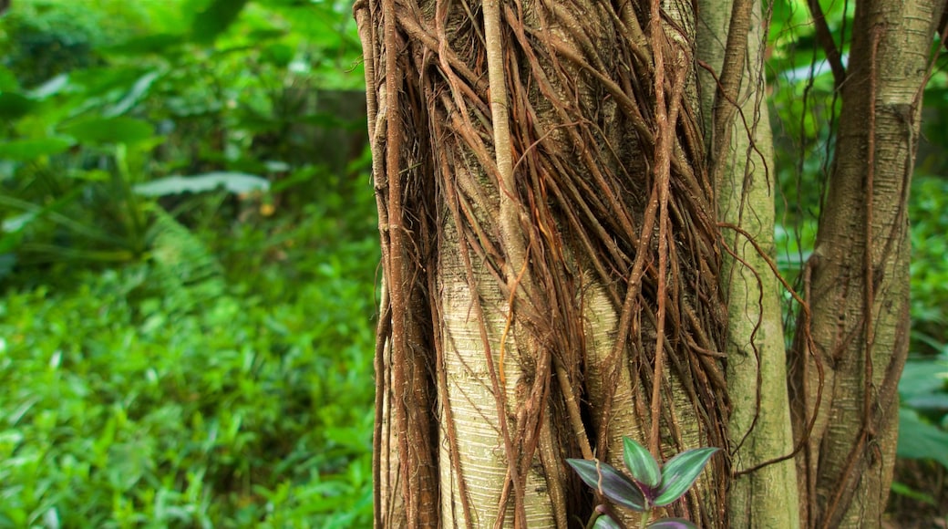 Montanha Baiyun