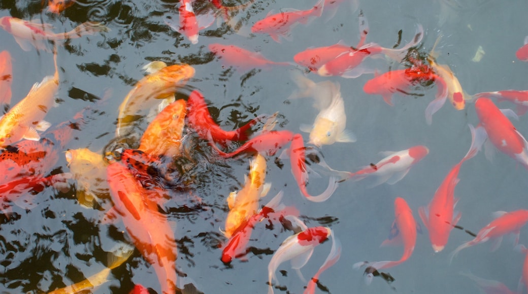 Guilin welches beinhaltet Meeresbewohner und Teich