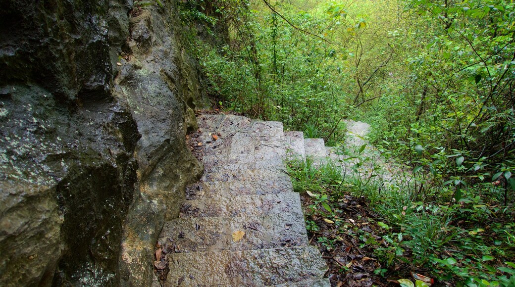 Yangshuo Park mettant en vedette scènes forestières