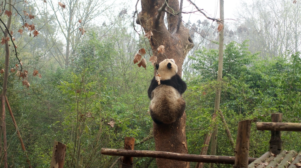 Fasilitas Riset Penangkaran panda Raksasa Chengdu