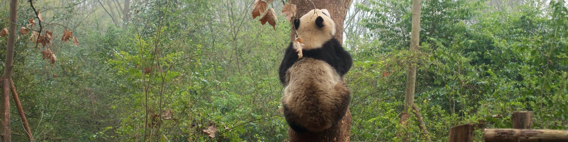 Giant Panda Breeding Research Base