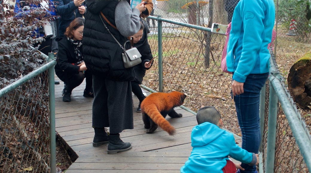 Fasilitas Riset Penangkaran panda Raksasa Chengdu