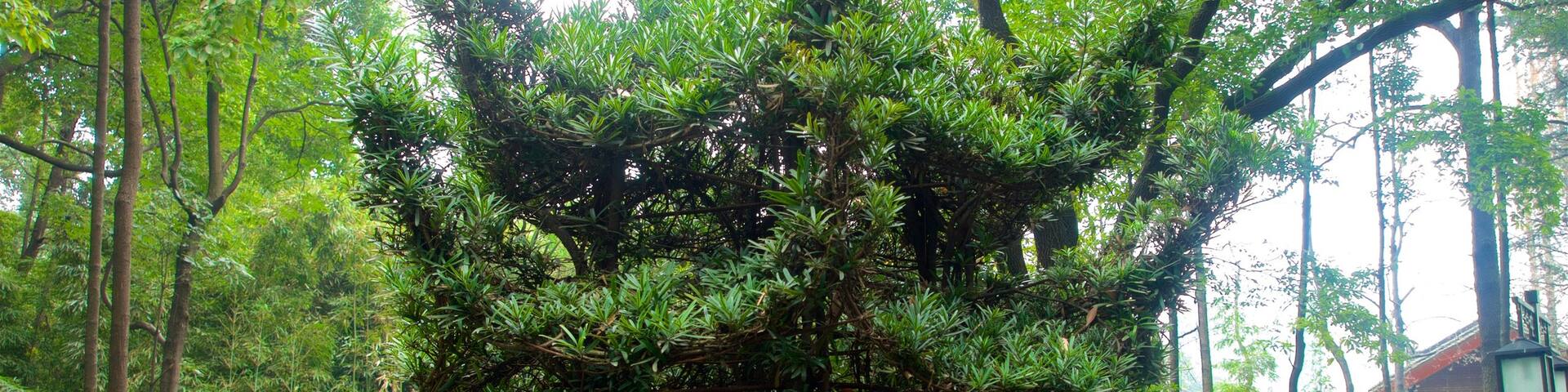 Wenshu Monastery