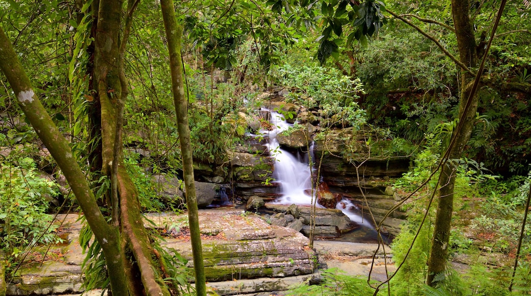 Bosque Nacional El Yunque