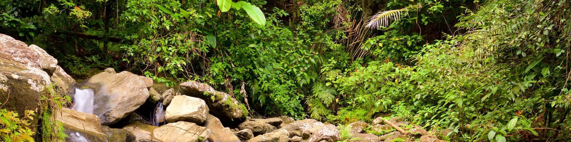 El Yunque National Forest