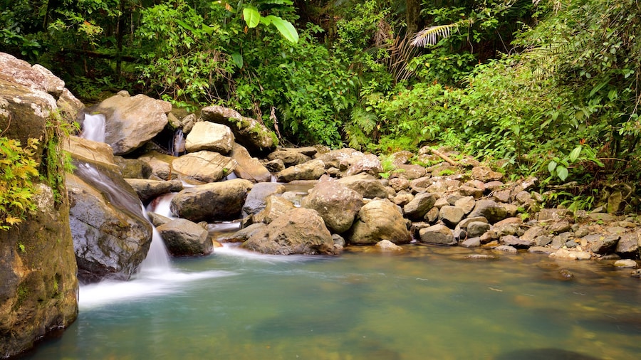 Nationaal Bos El Yunque