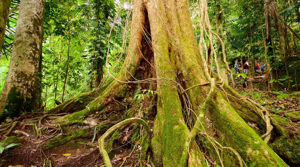 Big Tree Trail