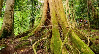 Big Tree Trail