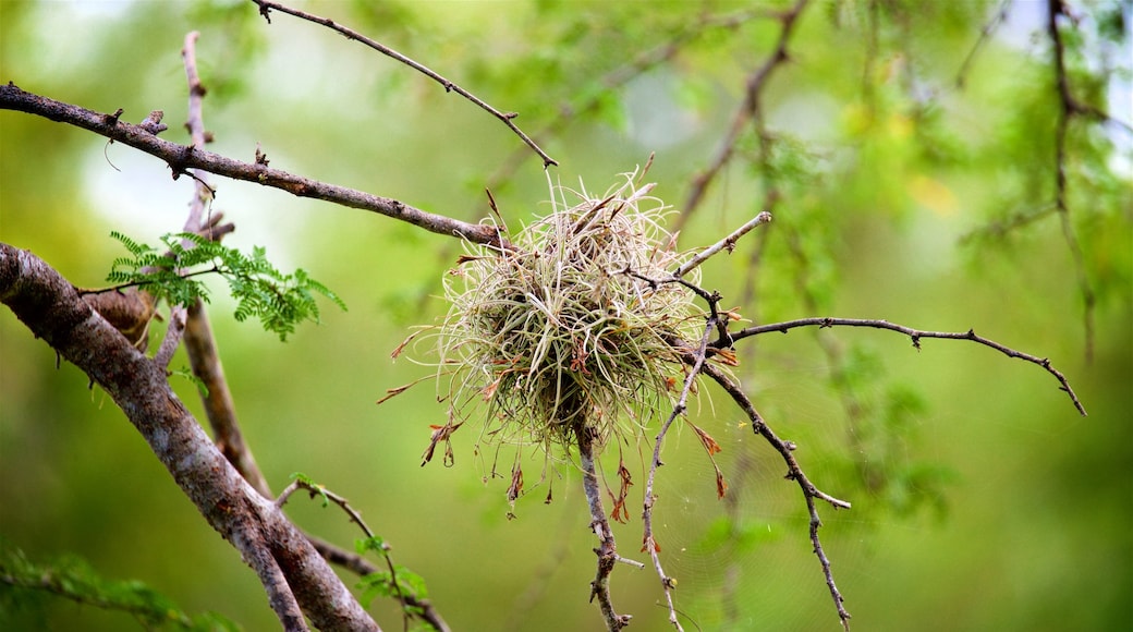 Cabo Rojo Nationalpark