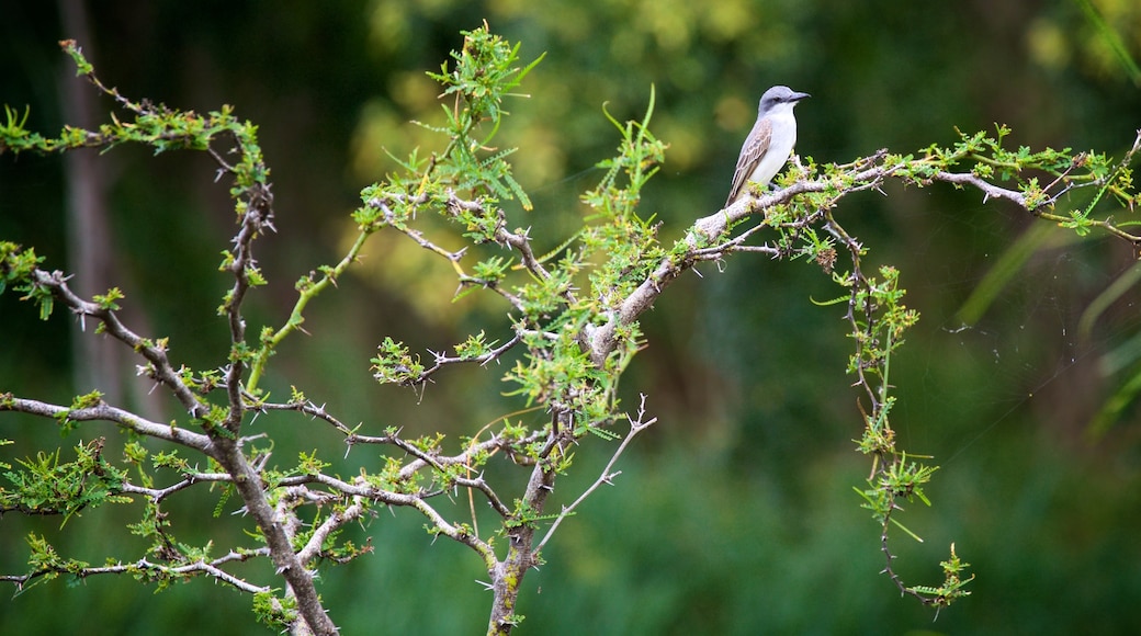 Cabo Rojo Nationalpark