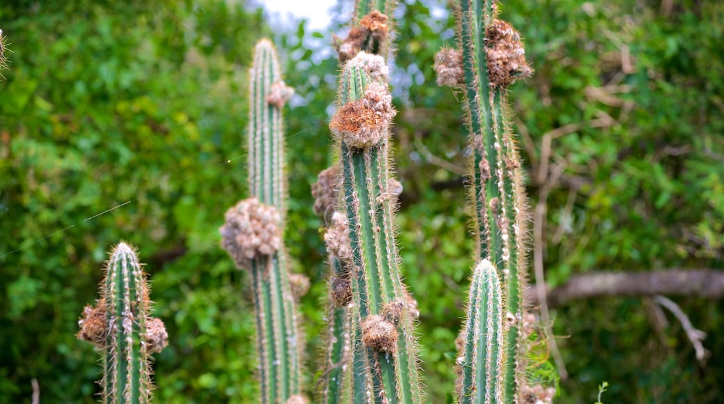 Cabo Rojo Nationalpark