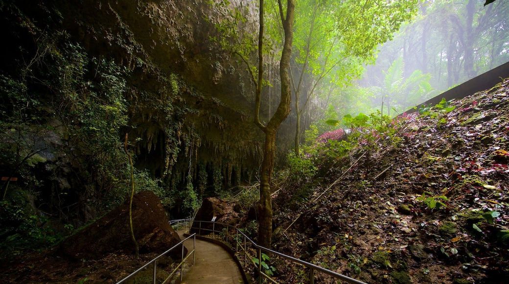 Höhlenpark des Rio Camuy