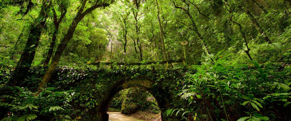 Rio Camuy Cave Park