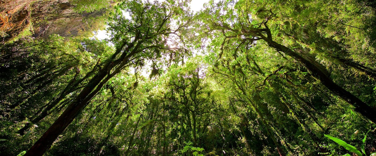 Parque de las Cavernas del Rio Camuy