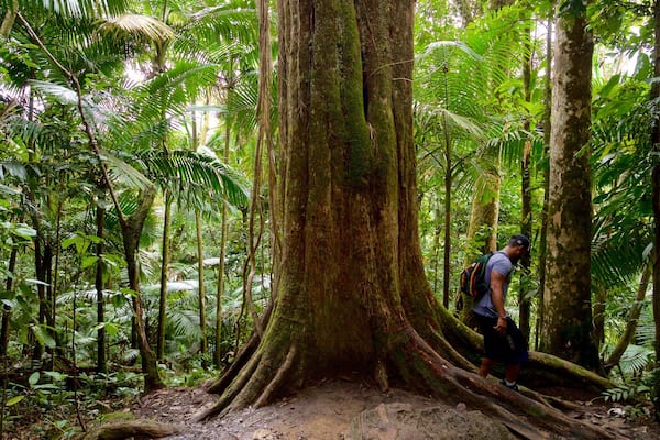 Big Tree Trail