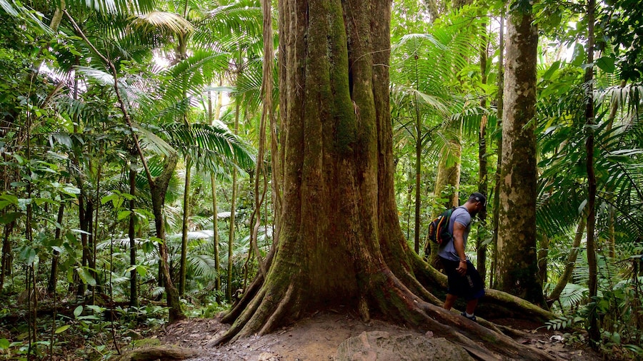 Big Tree Trail