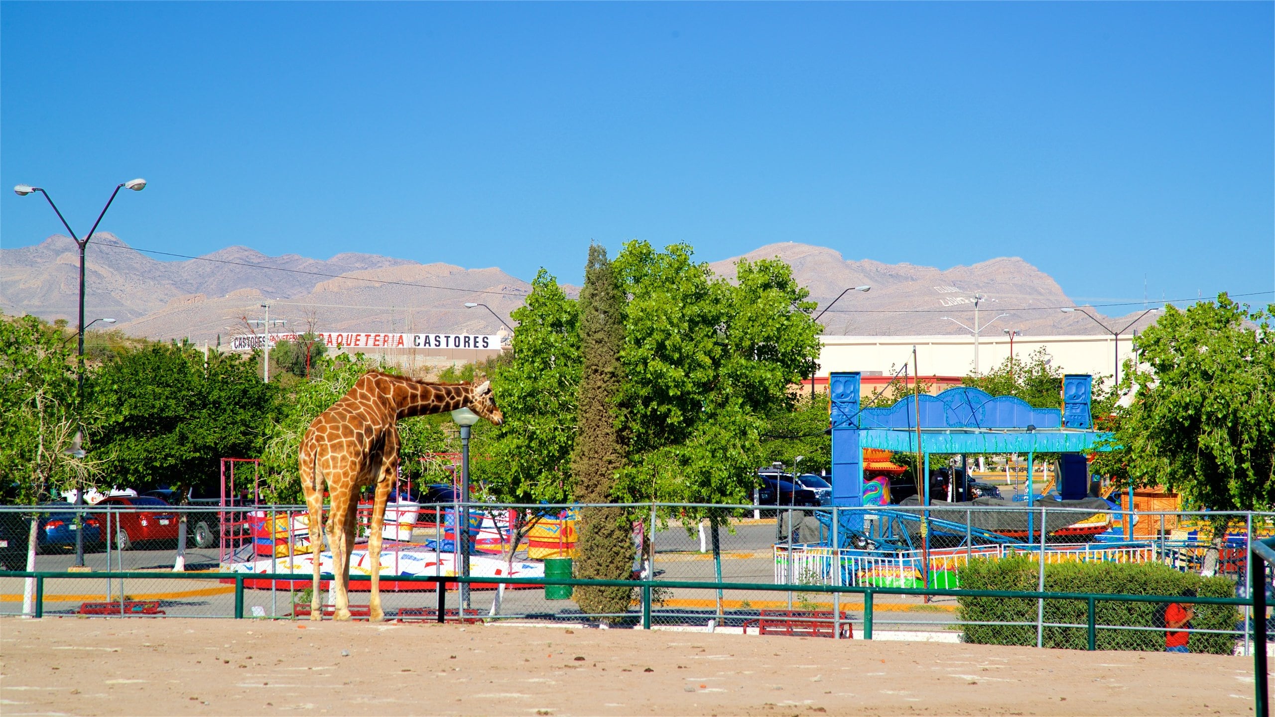 Introducir 33+ images castores ciudad juárez Viaterra.mx