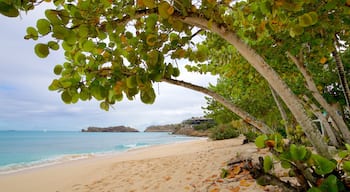 Galley Bay showing general coastal views and a beach