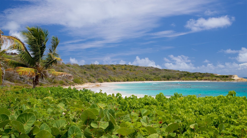 Half Moon Bay Beach showing tropical scenes, general coastal views and a beach