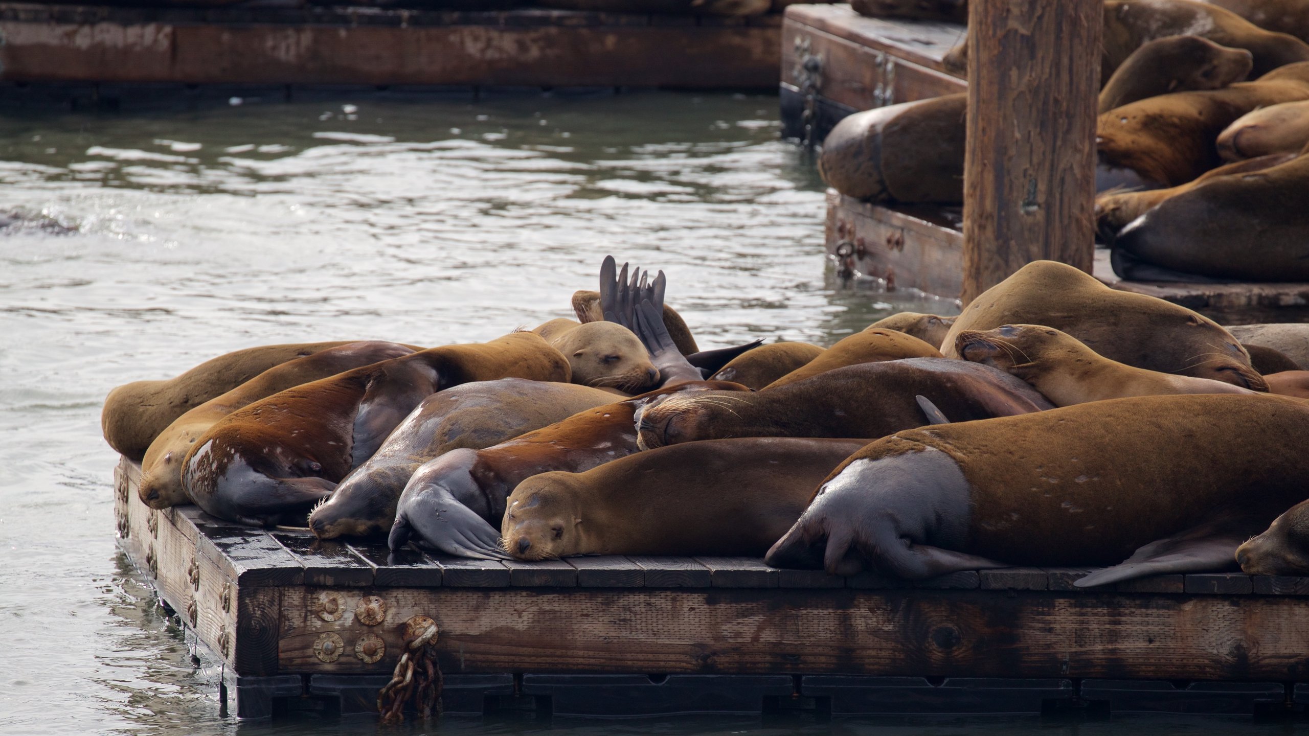 San Francisco Fisherman's Wharf with Pier 39 with sea lions