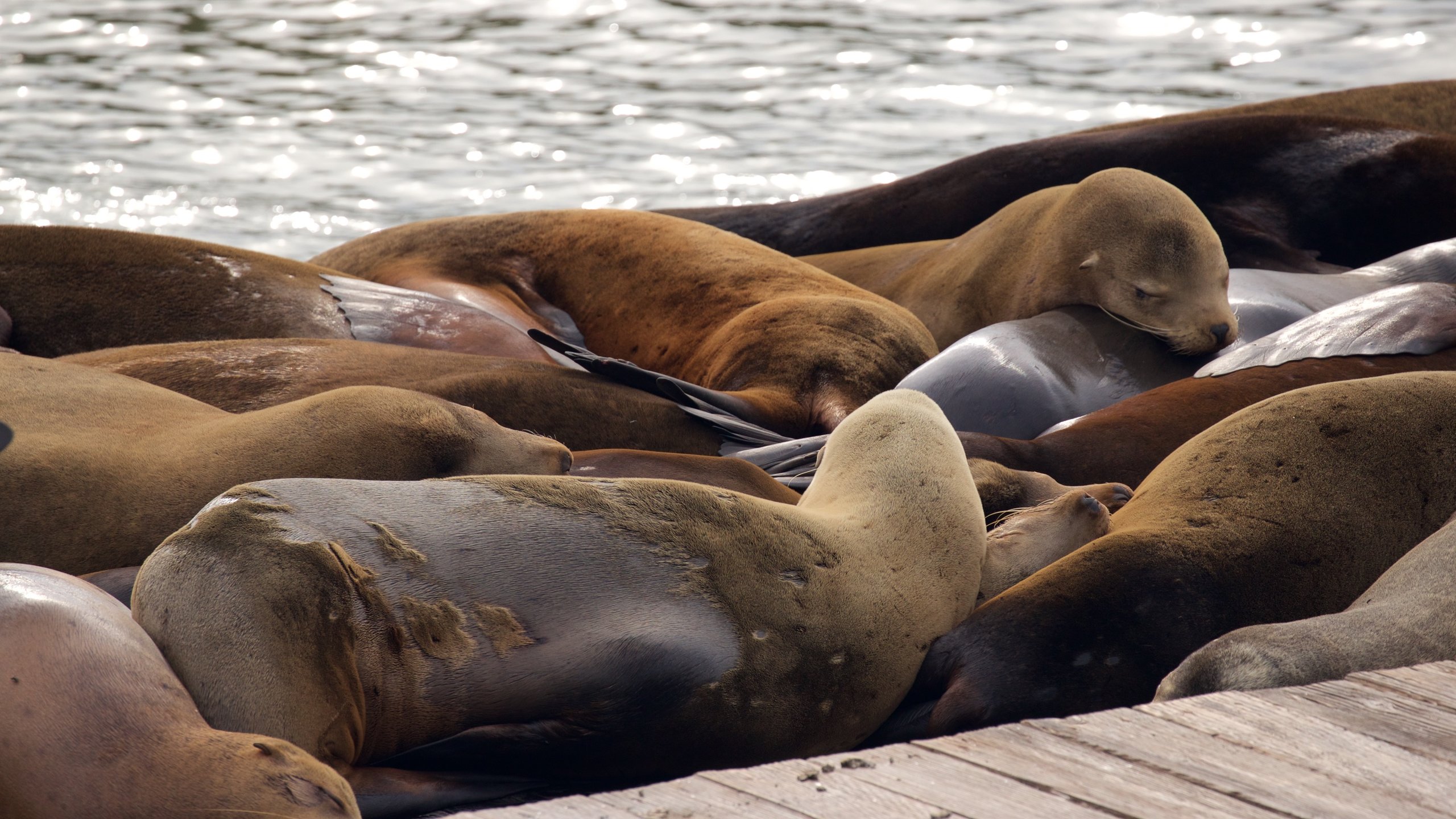 Sea Lions at Pier 39  The Marina, Fisherman's Wharf & the Piers