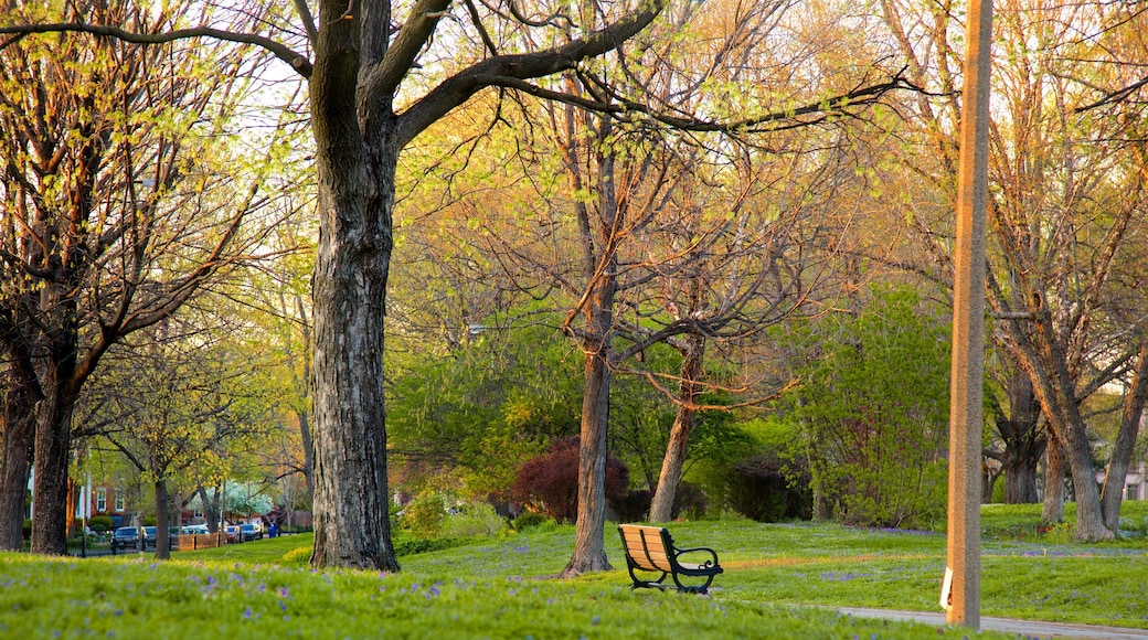 Lafayette Square which includes a sunset and a garden