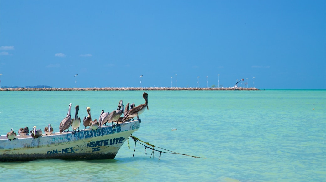 Seybaplaya que incluye vida de las aves, escenas tropicales y vistas generales de la costa