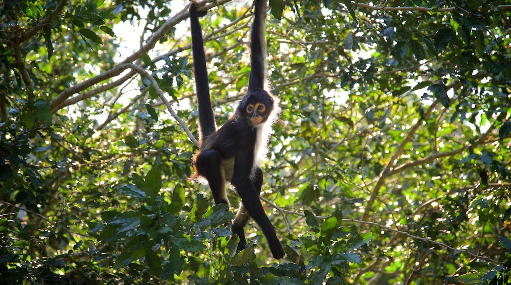 Parque ecológico de Aluxes que incluye animales tiernos y animales del zoológico