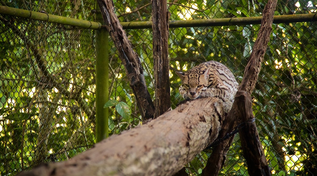 Aluxes Eco Park showing dangerous animals and zoo animals