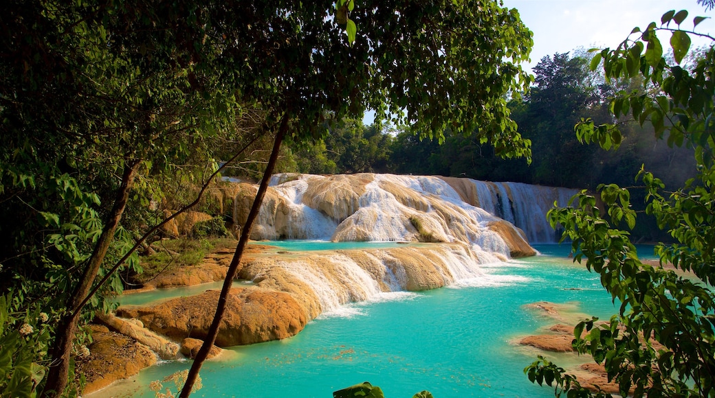 Cascadas de Agua Azul 其中包括 河流或小溪